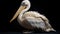 Knit Pelican In Sacha Goldberger Style With Vray Tracing Close-up Shots