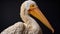 Knit Pelican: Studio Portraiture Of A Yellow Pelican With Vray Tracing