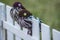 Knitted birds on fence, welcome spring concept