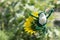 Knitted frog toy on a sunflower