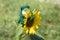 Knitted frog toy on a sunflower