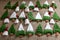 knitted trees and gnomes, knitted Christmas decorations, waiting for Christmas, advent decorations, needlework