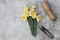 Knitted wool daffodil flowers with garden cutters and string.