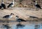 Knob-billed ducks at the Nxai Pan Nationalpark in Botswana