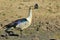 Knob-billed Goose - African Wild Bird Background - Funny Nature