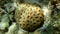 Knob coral (Dipsastraea pallida) undersea, Red Sea