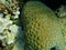 Knob coral (Favites rotundata) undersea, Red Sea