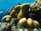 Knob coral (Goniastrea stelligera) undersea, Red Sea