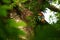 Knobbed hornbill, Aceros cassidix, fed walled female on the nest at a tree top.Tangkoko National Park, Sulawesi, Indonesia,