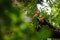 Knobbed hornbill, Aceros cassidix, fed walled female on the nest at a tree top.Tangkoko National Park, Sulawesi, Indonesia,