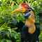 Knobbed Hornbill is a colourful hornbill native to Indonesia