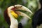 The knobbed hornbill Rhyticeros cassidix, also known as Sulawesi wrinkled hornbill, portait