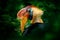 Knobbed Hornbill, Rhyticeros cassidix, in forest habitat, detail portrait in green from Sulawesi, Indonesia. Beautiful jungle