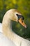 Knobbelzwaan, Mute Swan, Cygnus olor