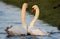 Knobbelzwaan, Mute Swan, Cygnus olor