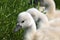 Knobbelzwaan, Mute Swan, Cygnus olor