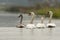 Knobbelzwaan, Mute Swan, Cygnus olor