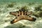 Knobbly Sea Star, Mabul Island, Sabah