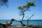Knobby tree on a beach of Big Island, Hawaii