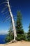 Knobby Tree at Crater Lake Oregon