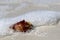 Knobby Whelk Shell on beach.