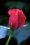 Knockout Rose  822733