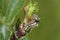 Knot Grass Caterpillar