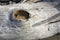 Knot hole in bleached driftwood log, Flagstaff Lake.