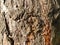 A knot on a tree trunk. A place for breaking a pine branch. Circular scales. Rough red bark. Broken branch