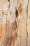 Knot wood Background