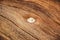 Knot wood Background