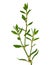 Knotgrass plant, Polygonum aviculare