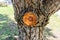 Knotholes on cutted tree - bark - wood background