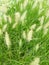 Knotroot foxtail