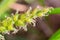 Knotroot foxtail, Slender pigeon grass. close up. macro.