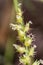 Knotroot foxtail, Slender pigeon grass. close up. macro.