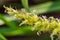 Knotroot foxtail, Slender pigeon grass. close up. macro.