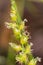 Knotroot foxtail, Slender pigeon grass. close up. macro.