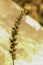 Knotroot foxtail, Slender pigeon grass. close up. macro.