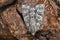 Knott grass, Acronicta rumicis feeding on sap