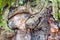 Knotted bark on mature trunk of oak tree close up