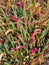 Knotted club-rush, colorful Beaded glasswort, salt marsh plant i