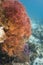 Knotted sea fan (Melithaea ochracea)