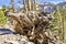 Knotted Tree Root Along Trails of Mount Charleston, Nevada