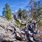 Knotted Tree Root Along Trails of Mount Charleston, Nevada