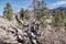 Knotted Tree Root Along Trails of Mount Charleston, Nevada