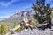 Knotted Tree Root Along Trails of Mount Charleston, Nevada