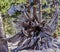 Knotted Tree Root Along Trails of Mount Charleston, Nevada