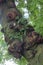 A knotted tree trunk in a greehouse