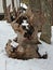 Knotty Trees and Stumps at Hida Folk Village, Takayama, Japan